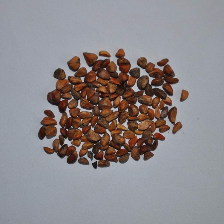 François Mauriac Rose Seedlings Flower Seeds Perennial Growing Bonsai Corms Tubers Potted Planting Reblooming Fragrant Garden Roots Rhizomes Species Blooms Plant Bulbs Gardening Tree