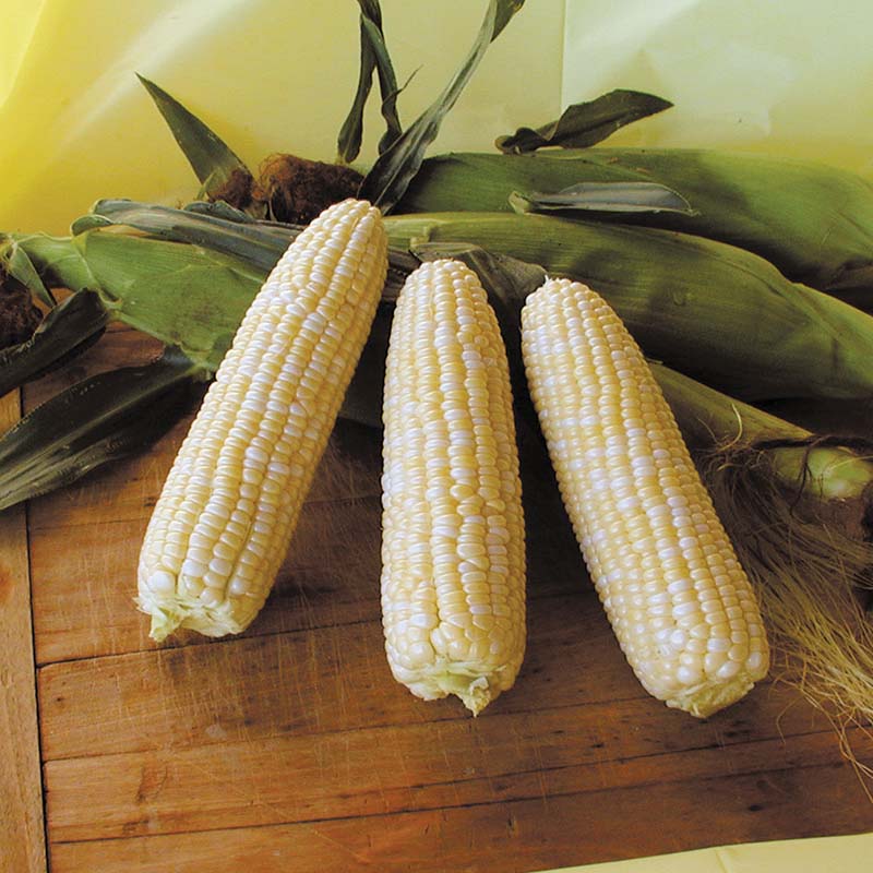 Sweet Corn Harris 1001 F1 Seed