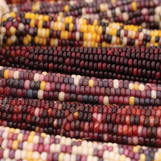 Ornamental Corn Underwood's Ornamental Seed