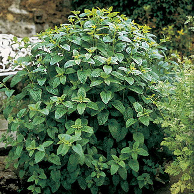 Lemon Balm Seeds
