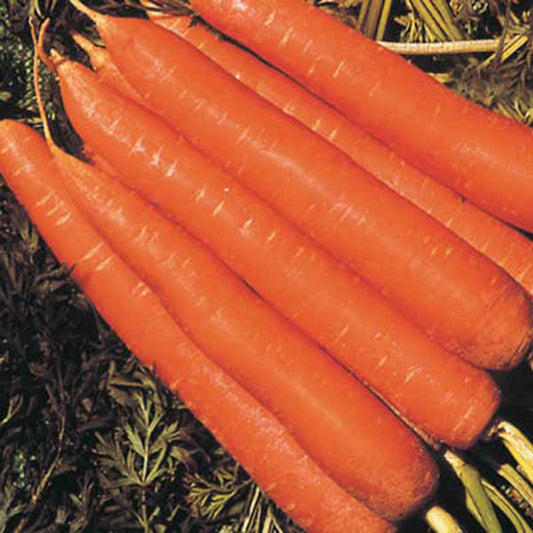 Carrot Nantindo F1 Seed