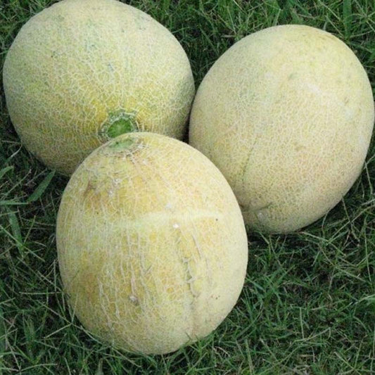 Melon Ambrosia F1 Seed