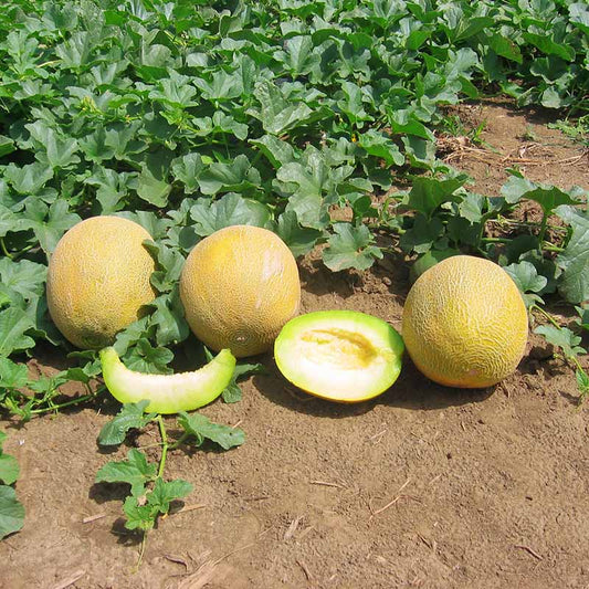Melon Passport F1 Seed