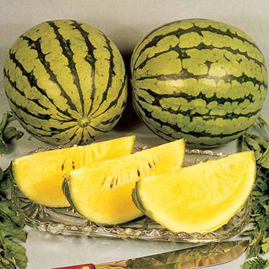Watermelon Yellow Doll F1 Seed