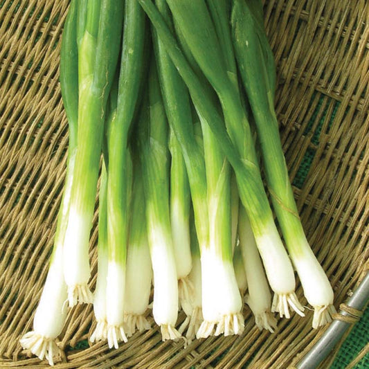 Onion Tokyo Long White Seed