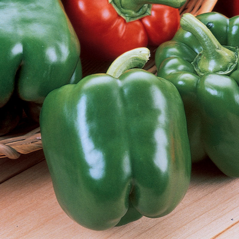 Pepper King Arthur F1 Seed