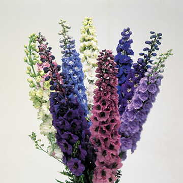 Centurion Mix Delphinium Seeds