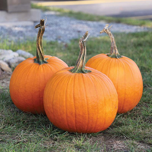 Pumpkin Gladiator F1 Seed