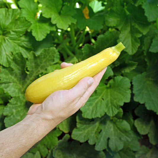 Squash Lioness F1 Seed
