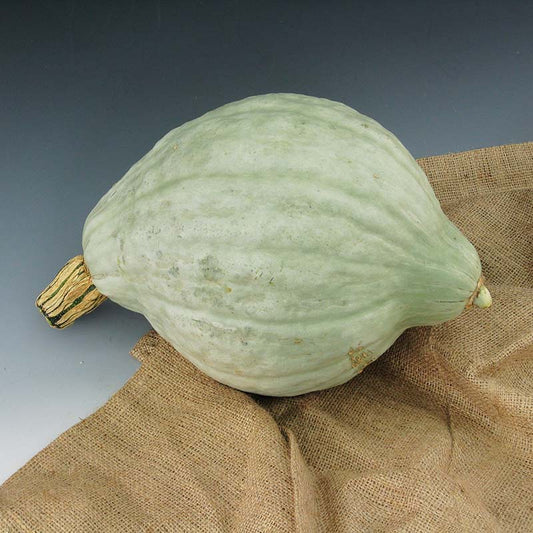 Squash Blue Hubbard (New England Strain) Seed