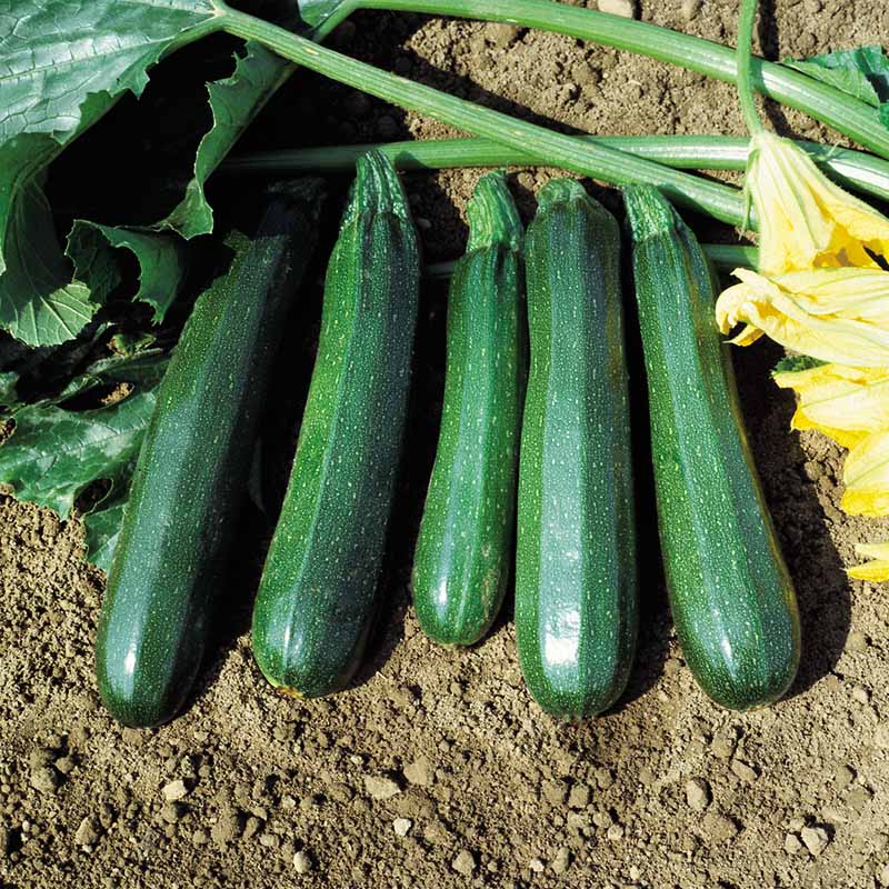 Squash Spineless Beauty F1 Seed