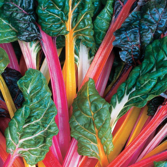 Swiss Chard Bright Lights Seed