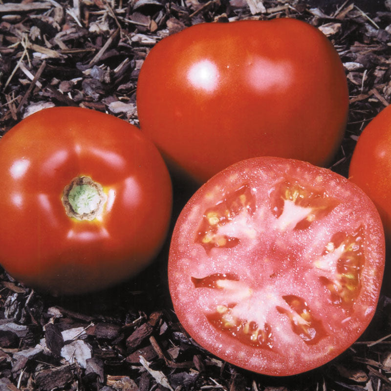 Tomato Amelia VR F1 Seed