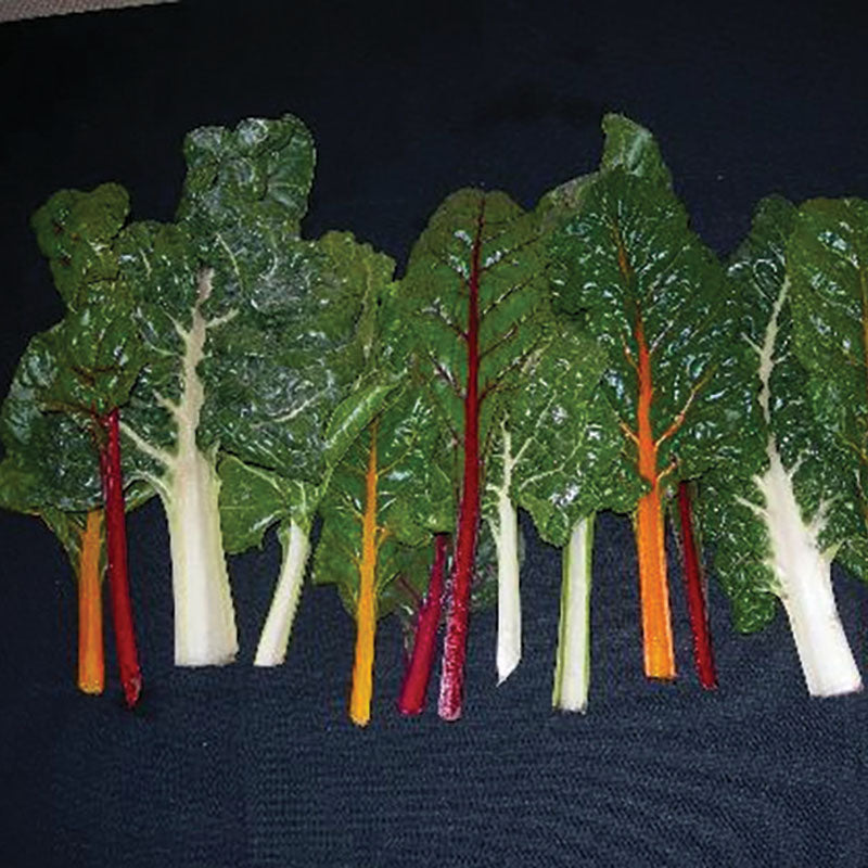 Swiss Chard Northern Lights Mix Seed