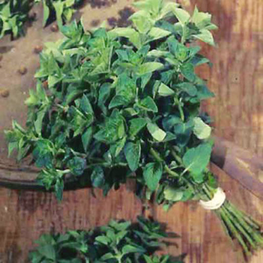Oregano Vulgare Seed