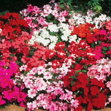 Accent Hybrid Mix Impatiens Flower Seeds