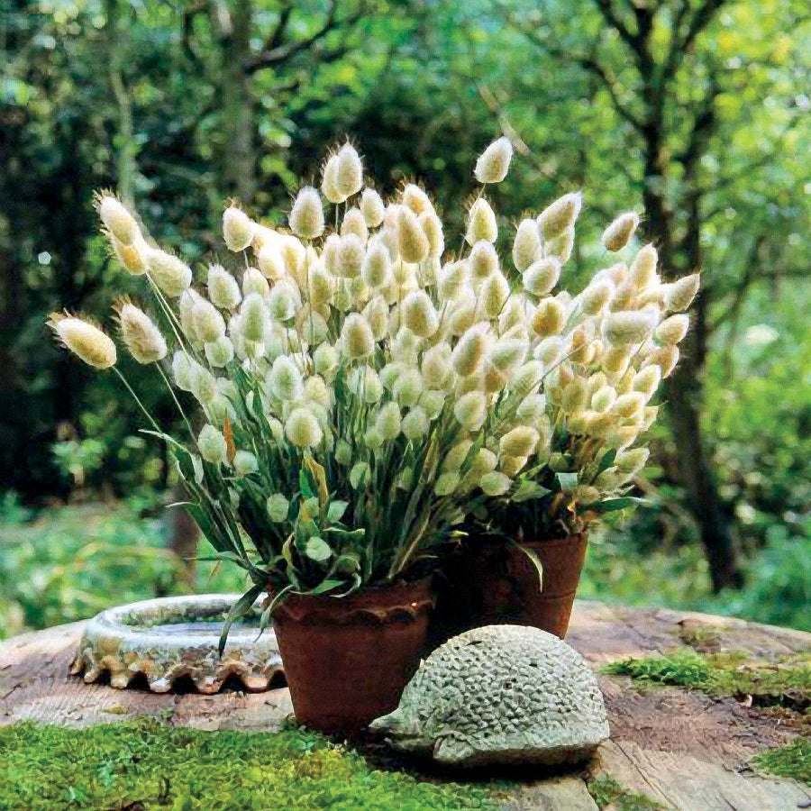 Bunny Tails Ornamental Grass Seeds