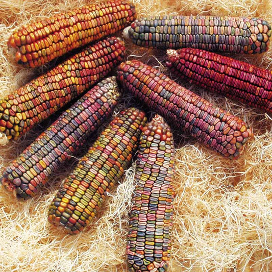 Ornamental Corn Earth Tones Dent Seed