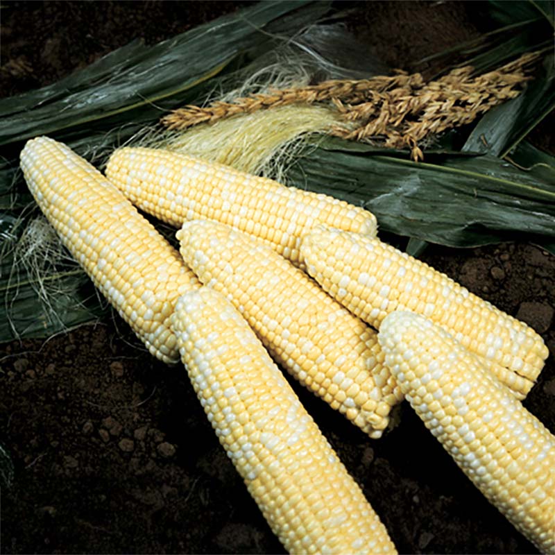 Sweet Corn Sweet Chorus F1 Seed