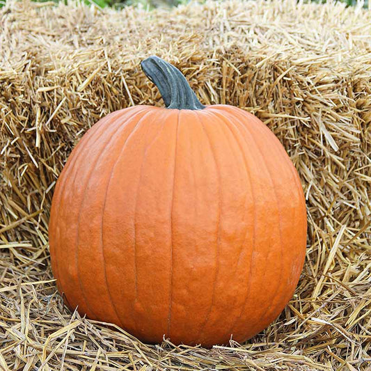Pumpkin Magic Lantern F1 Seed