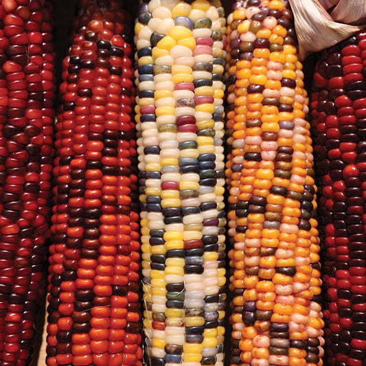 Ornamental Corn Wilda's Pride Seed