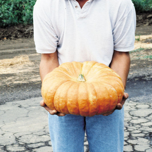 Pumpkin Fairytale Seeds
