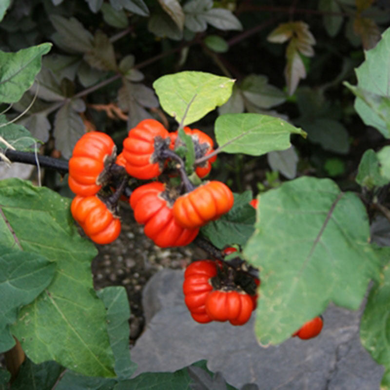 Pepper Pumpkin Pepper Seed