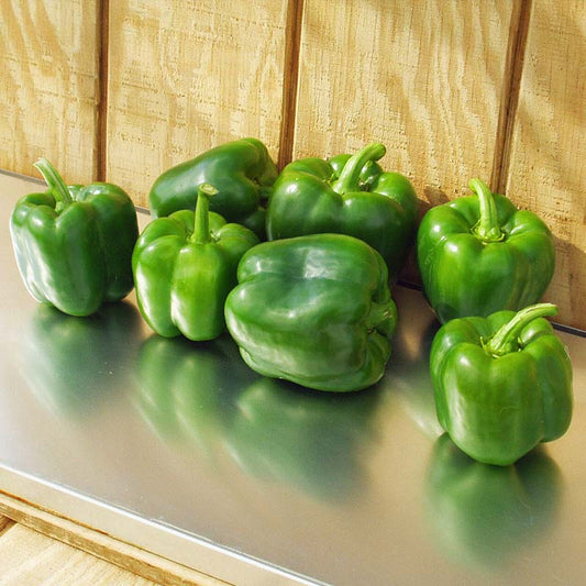 Pepper Aristotle F1 Seed