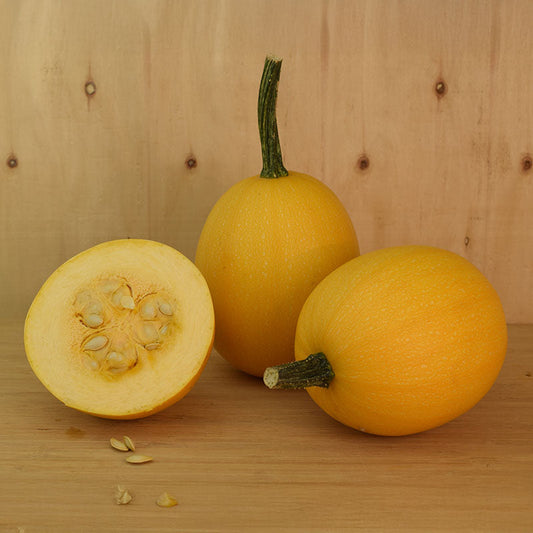 Squash Small Wonder F1 Seed