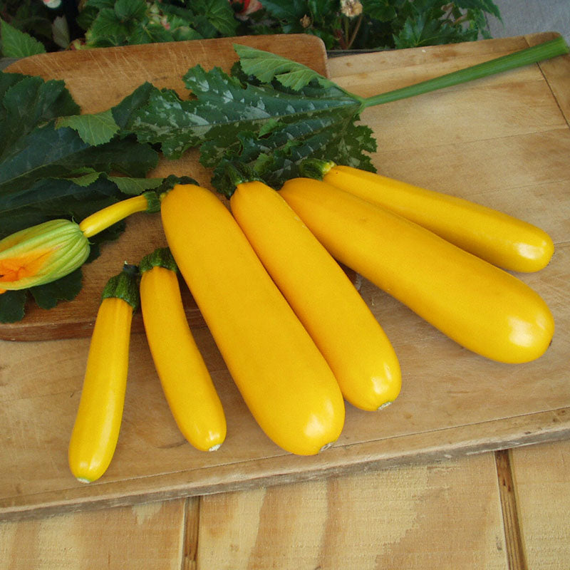 Squash Golden Rod F1 Seed