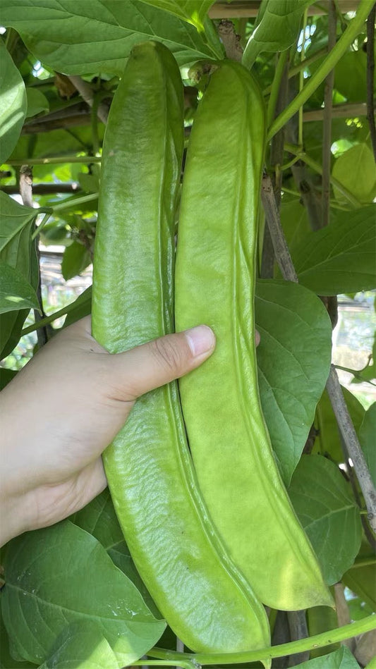 Big Green special Beans Seeds - Non Gmo - Heirloom Seeds