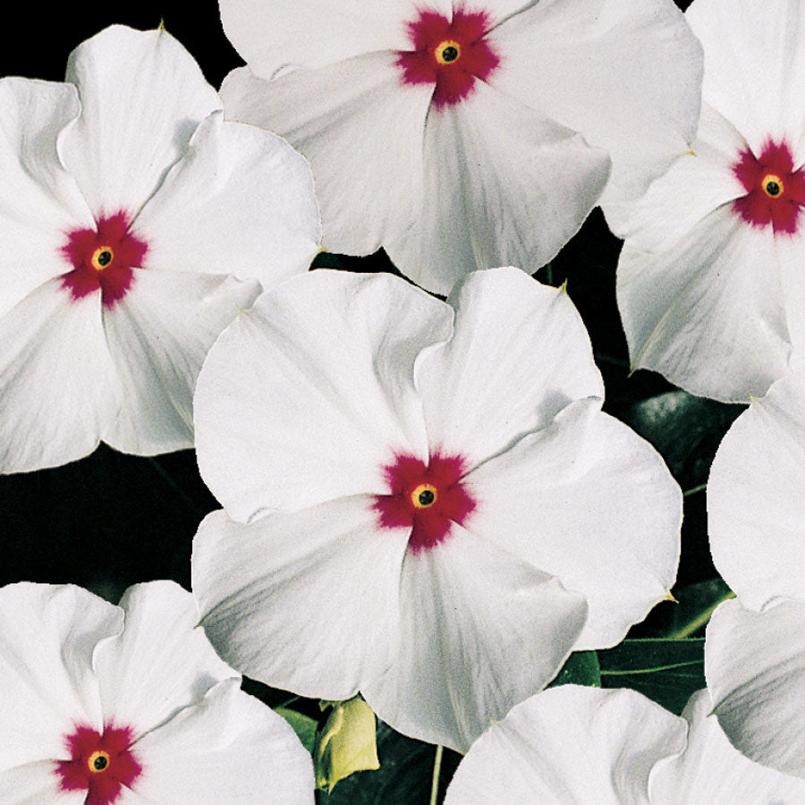 Pacifica Polka Dot Hybrid Vinca Flower Seeds