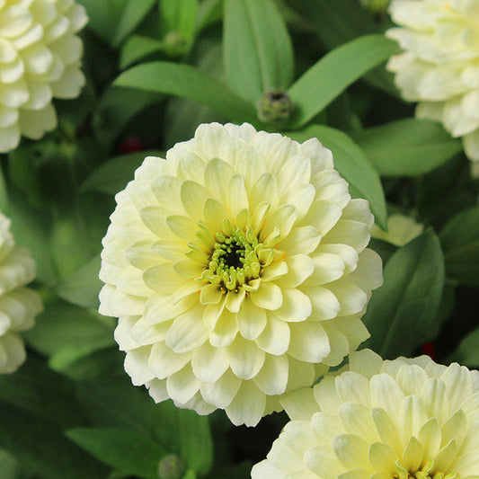 Zinnia Zinnita Mix Seed