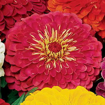 Parks Picks Carmine Rose Zinnia Seeds