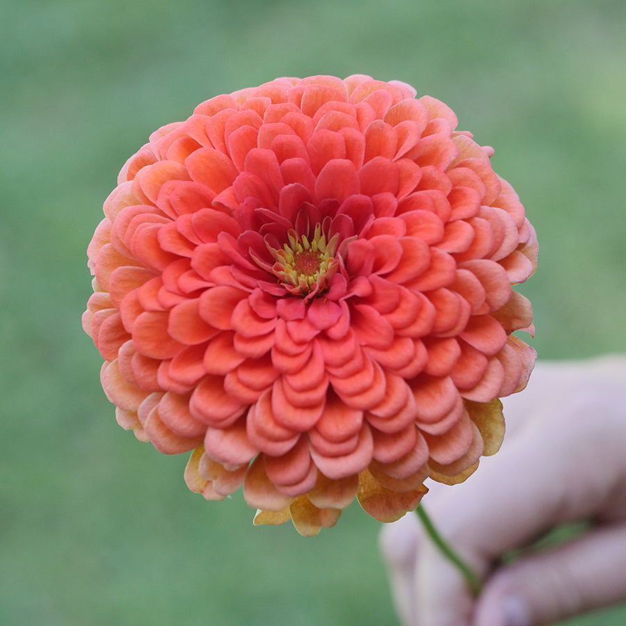 Parks Picks Coral Zinnia Seeds