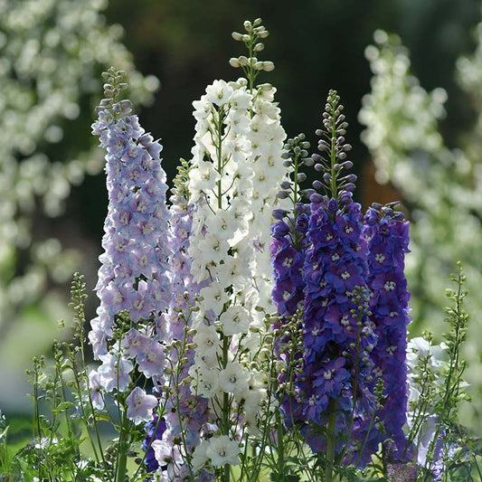 Delphinium Magic Fountains Mix Seed
