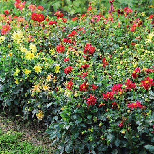 Dahlia Stargazer Mix Organic Seed