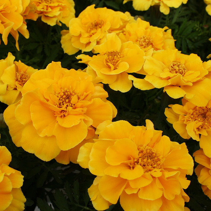 Marigold Safari Mix Seed