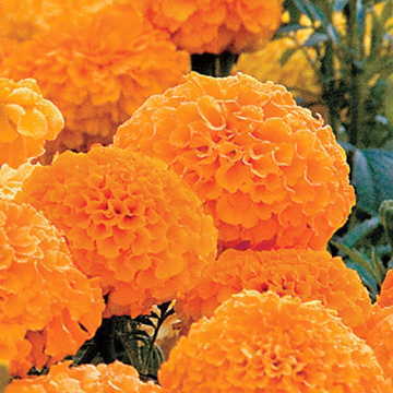 Parks Whopper Orange Marigold Seeds