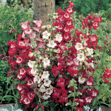 Esprit Mix Penstemon Seeds