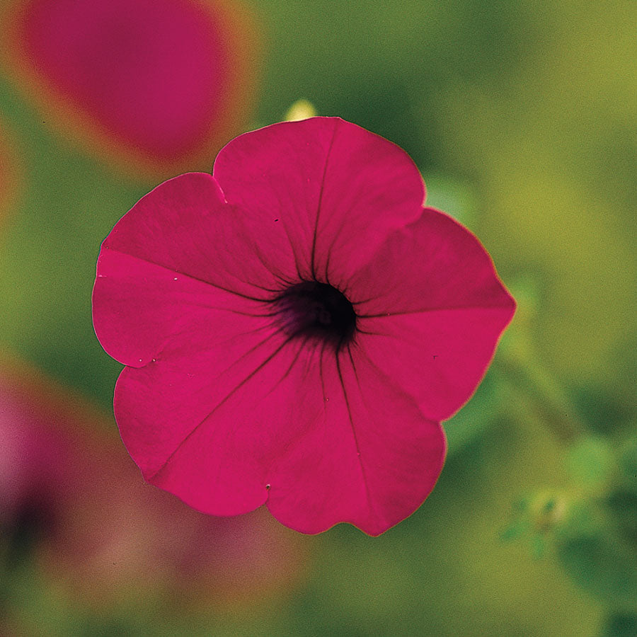 Tidal Wave® Purple Petunia Seeds