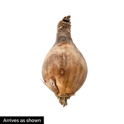 Arnold Aurea Lycoris Spider Lilies Bulbs Radiata Hurricane Lily Cluster Amayllis Growing Bonsai Roots Rhizomes Corms Tubers Potted Planting Reblooming Fragrant Garden Species Blooms Flower Seeds Plant Gardening