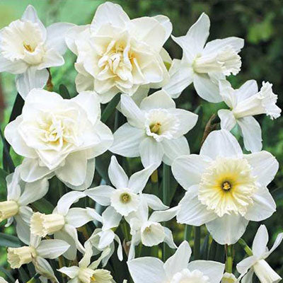 White Daffodil Blend Narcissus Bulbs Blooms Species Growing Bonsai Roots Rhizomes Corms Tubers Potted Planting Reblooming Fragrant Garden Flower Seeds Plant