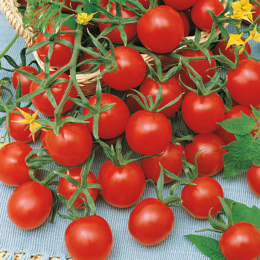 Ladybug Hybrid Tomato Seeds
