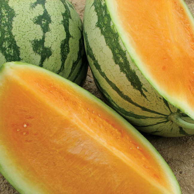 Orange Crisp Hybrid Watermelon Seeds (P) Pkt of 10 seeds