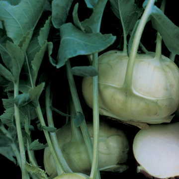 Express Forcer Hybrid Kohlrabi Seeds