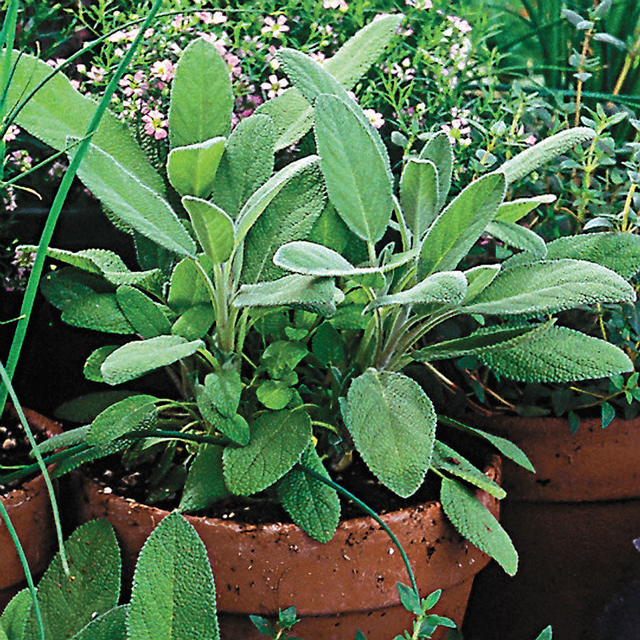 Organic Sage Seeds