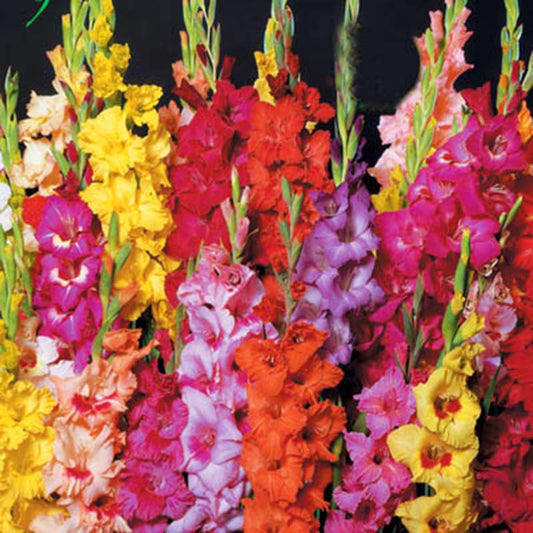 Gladiolus Commercial Grower Mix Corms