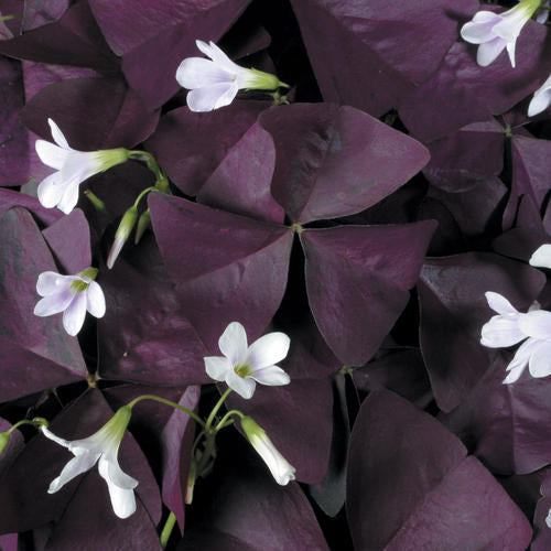 Wine Oxalis Bulbs Wood Sorrel Shamrock Perennial Growing Bonsai Roots Rhizomes Corms Tubers Potted Planting Reblooming Fragrant Garden Species Blooms Flower Seeds Plant Gardening