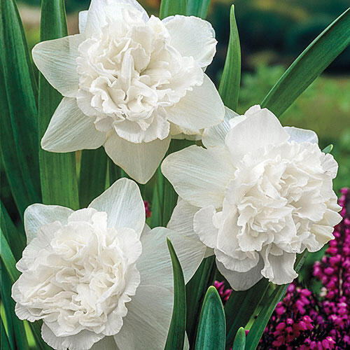 White Favourite Daffodil Narcissus Bulbs Blooms Species Growing Bonsai Roots Rhizomes Corms Tubers Potted Planting Reblooming Fragrant Garden Flower Seeds Plant